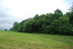 Prepoved obrezovanja mejic po 1. marcu 2015